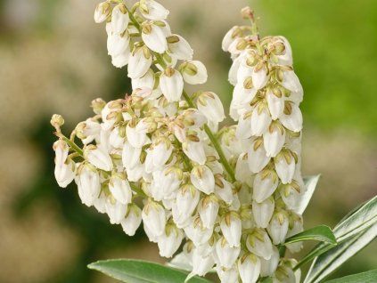 Pieris Debutante