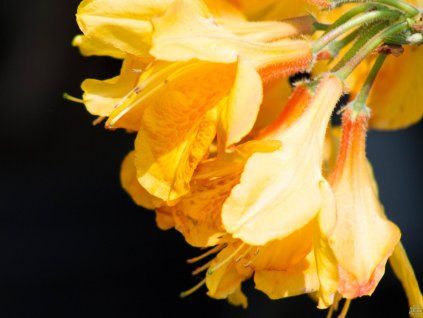 azalea christopher wren