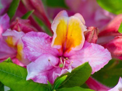 Azalea Ilowa