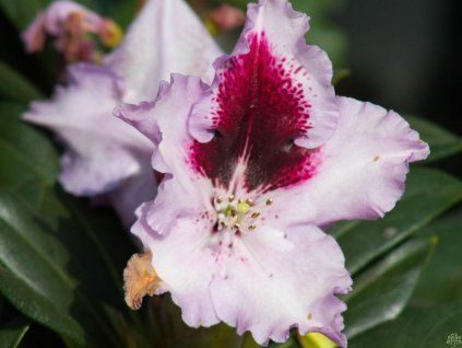 Rhododendron Kabarett (2)