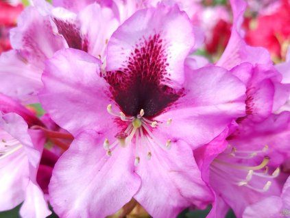 Rhododendron Kokardia (2)