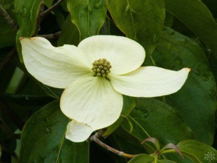 Cornus kousa var. chinensis