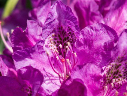 Rhododendron Bohlken Laguna (2)