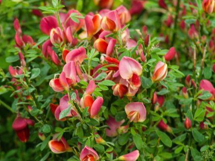 Cytisus Roter Löwe (2)
