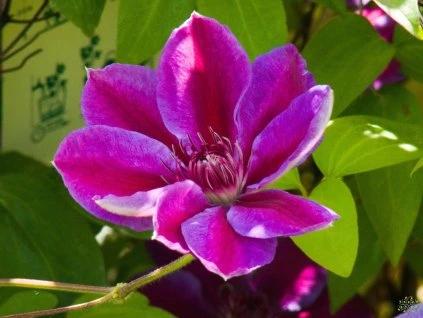 Clematis 'Akaishi' (1)