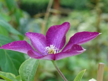Clematis polonia restituta