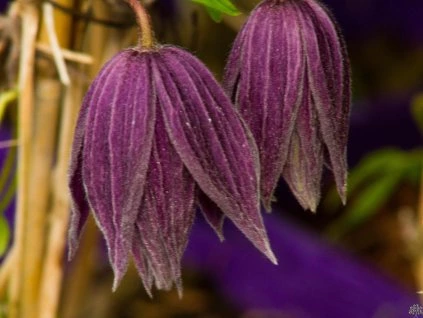 Clematis Violet Surprise (2)