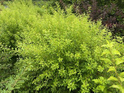 phy raspberry lemonade 008