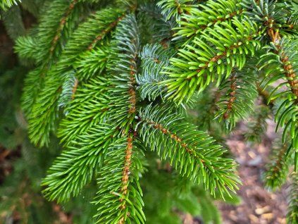 Picea sitchensis (1)