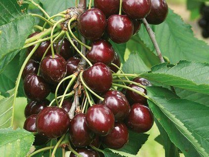 110925 visen vodenon