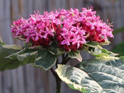 buntlaubiger losbaum m016805 w 3