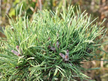 133399 borovice pyrenejska zezner