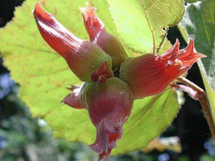 113576 liska nejvetsi juningia