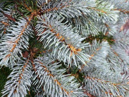 Picea pungens 'Glauca Globosa' (2)