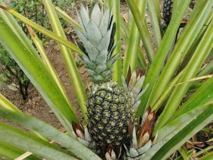 ananas
