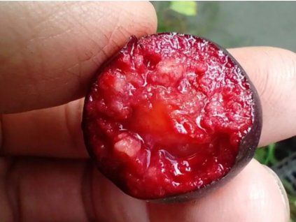 Psidium