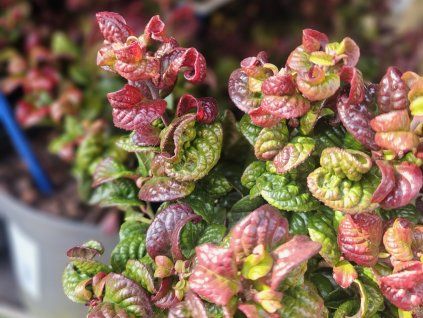 20260402 095127 resized 1