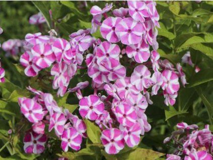 Phlox Candy Crush