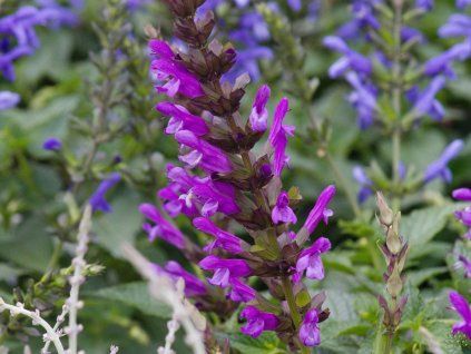 Salvia Lake George (1)