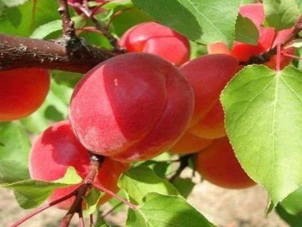 rojo de carlet
