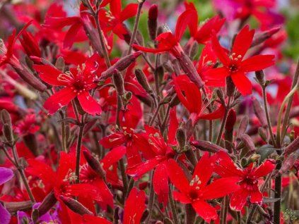 Silene Red Burning Heart