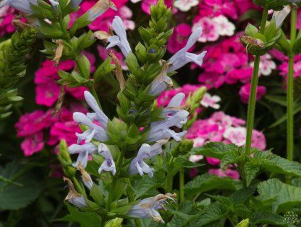 salvia silvretta