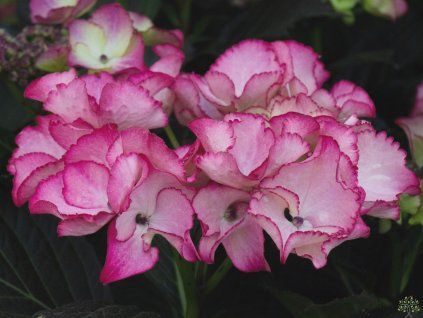 Hydrangea macrophylla 'Lacecap Red' (1)