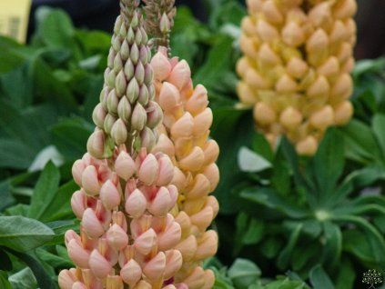 Lupinus Salmon Star (2)