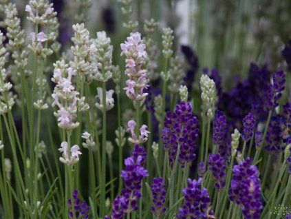 Lavandula angustifolia Tricolor