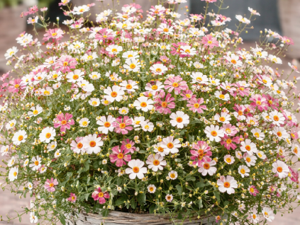 erigeron