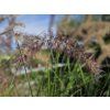 Pennisetum Karley Rose (2)