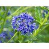 Ceanothus 'Concha' (1)