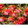 Delosperma cooperi Ice Cream 'Fire'