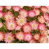 Delosperma cooperi Ice Cream Salmon 31m