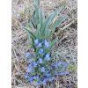 111627 hadinec obecny echium vulgare