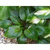 111705 1 bohyska devon green hosta devon green