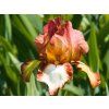 Iris Rimfire (1)