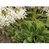 cotyledon