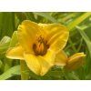 111864 denivka rosber dream hemerocallis rosber dream