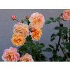 111951 2 ruze peach melba baleni kontejner c2
