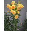 111951 1 ruze peach melba baleni kontejner c2