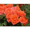 Rose 'Ninetta®' (Spezielle Verpackung)