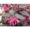 Loropetalum chinense 'Black Pearl' (Packung C3 Container)