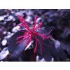 Loropetalum Black Pearl (1)