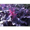 Loropetalum Black Pearl (2)