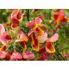 Cytisus Maria Brukwood