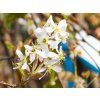 Amelanchier lamarckii
