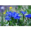 114296 3 spring gentian 5026630 1920 1