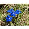 Gentiana verna ssp. verna