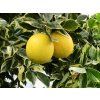 Pomerančovník 'Arancio Variegata' (Balení kontejner C2)